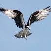 Osprey